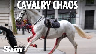 Heart-stopping moment spooked cavalry horses 'covered in blood' rampage through central London