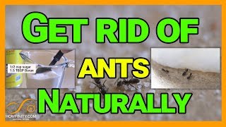 How to Get Rid of Ants Naturally With Borax