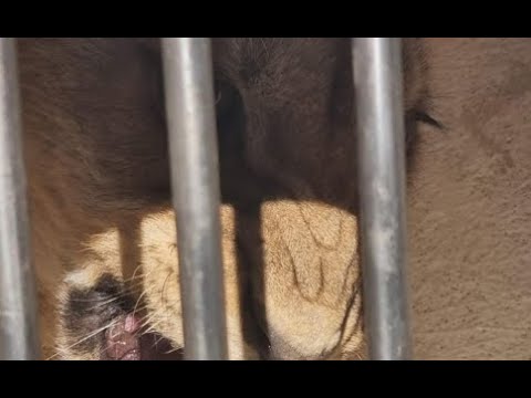 EKSKLUZIVNI SNIMCI Mladunče lava pronađeno u Budvi!