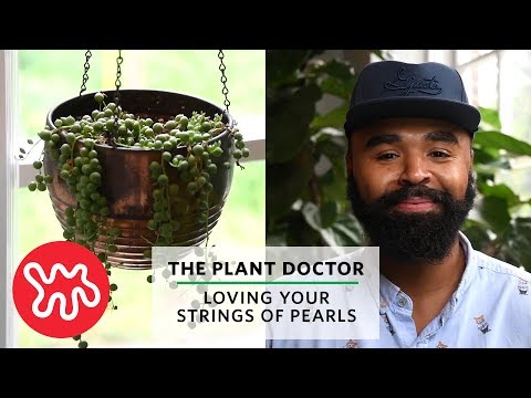 Loving Your Strings of Pearls | The Plant Doctor Video