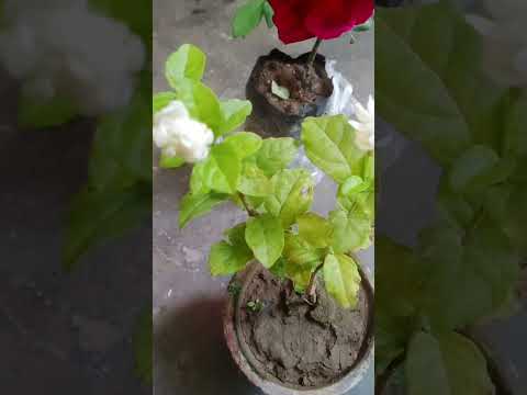 Mogra flowers new plant +Red #rose #🌹🌹
