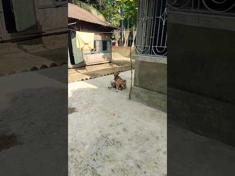 Cat and dog Love 💕 😘💕😘