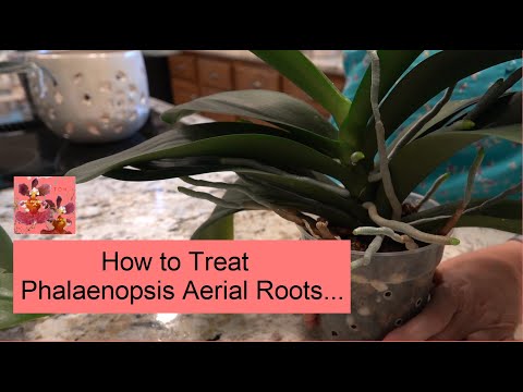How to Treat Phalaenopsis Orchid Aerial Roots | Misting, Potting & More for Aerial Roots