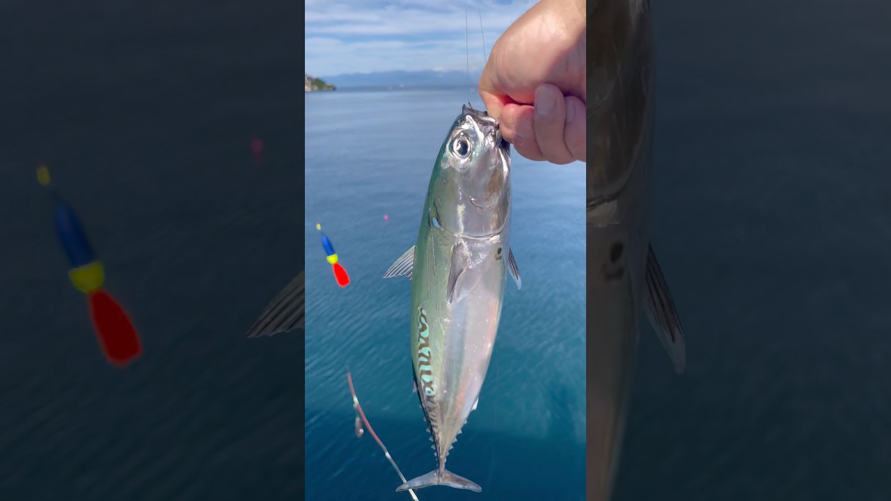 カツオ釣りが楽しすぎて、美味すぎる！#釣り #fishing #釣り好きと繋がりたい #釣り部