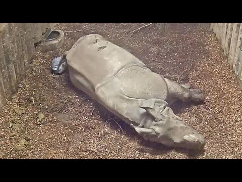 Rare Rhino Born in U.K. after 16 Months in Womb