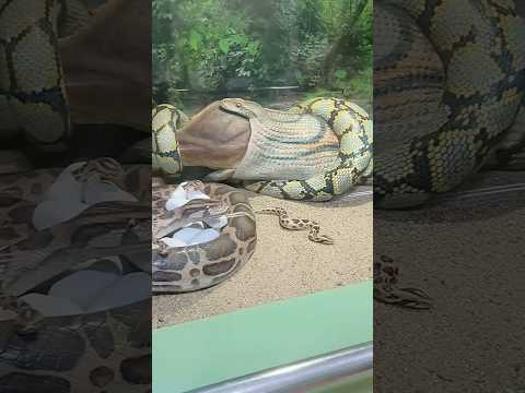 Top three largest snakes on Earth!🐍😨🌎