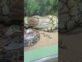 Top Three Largest Snakes On Earth