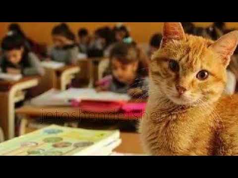 Barcaleta e ditës: Mësuesja dhe Macet…