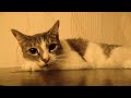 Cat Melissa Hisses And Attacks Me