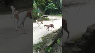 dog suffering from rabies disease