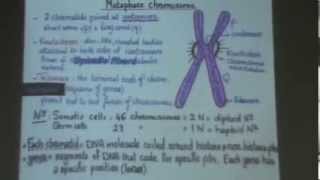 4) Dr.Gihan [Cytogenetics] 16/11/2013
