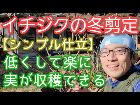背が高すぎるイチジクの木を剪定するにはどうすればよいですか？簡単なヒントに従ってください。  庭園