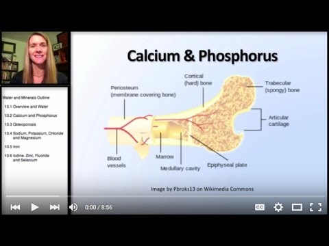 10.2 Minerals: Calcium and Phosphorus