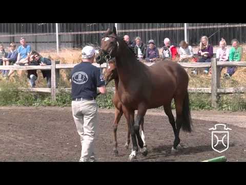 NF148 Stutfohlen von Uriko   Catoo   Caretino Apple Geräte HD Höchste Qualität