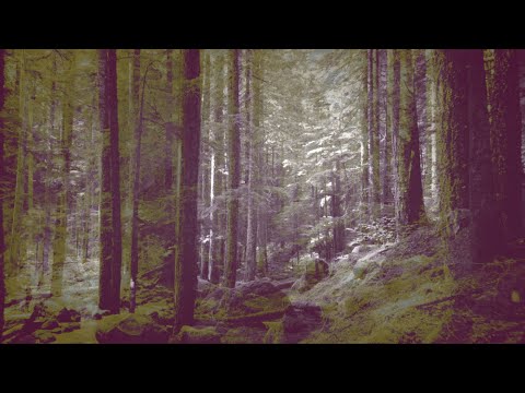 Silver Roy – Everything I Did