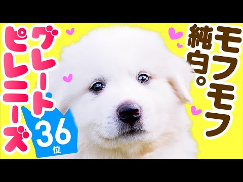 ピレニアン マウンテン ドッグ 600.jpg