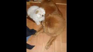 preview picture of video 'My 2 chow chow living in harmony'