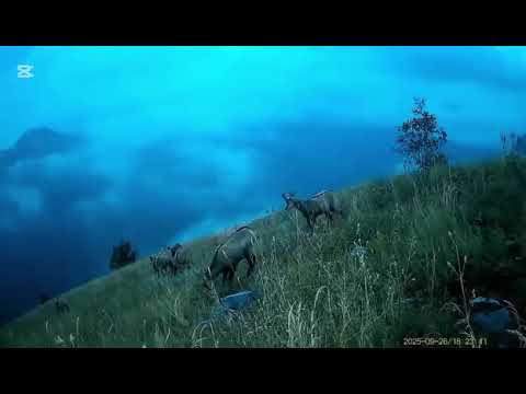 Jeta e egër rilind në Alpet Shqiptare