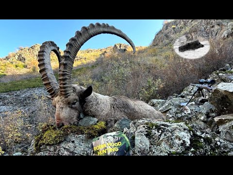 Steinbockjagd in Kasachstan – Traumjagd