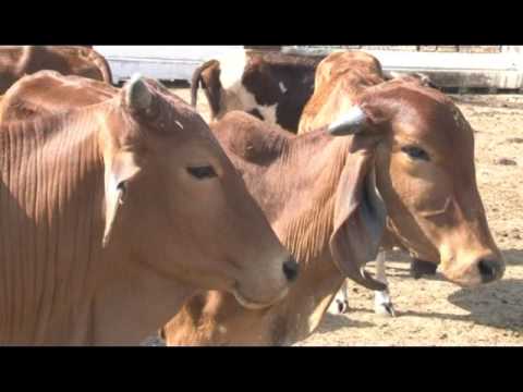 Documentry of NDVSU Jabalpur