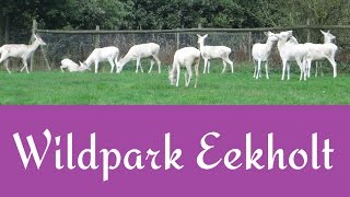 Wildpark Eekholt - Eine schöne Mischung europäischer Tiere [Re-Upload 