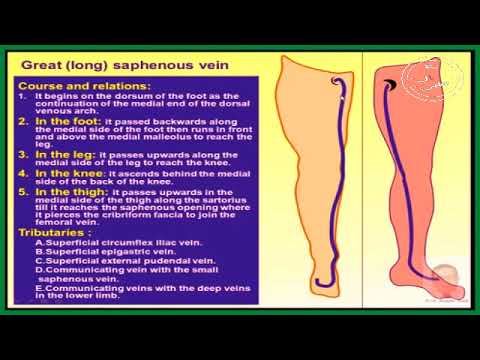 anatomy series,lower limb, superficial structures of the thigh v 1