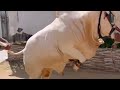 Dangerous Bull Qurbani 2025 Bull Almost Out Of Control During Sacrifice