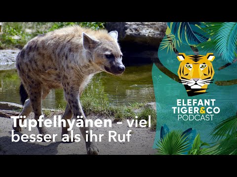 ETC-Podcast: Tüpfelhyänen – viel besser als ihr Ruf | Elefant, Tiger & Co. | MDR