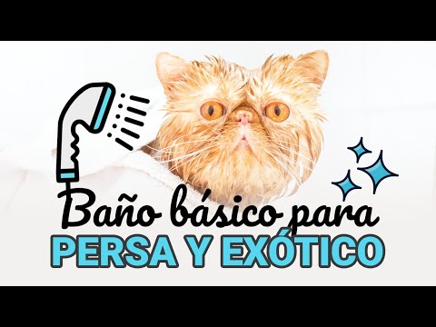 🛀¿Cómo bañar a un gato Persa o Exótico? 🛀Baño Básico de Mantenimiento