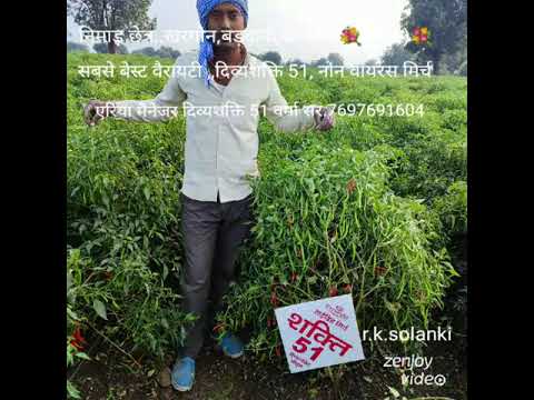 Hybrid chilly seeds, shakti 51, packaging type: packet, pack...