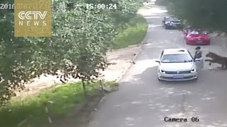 Footage shows shocking tiger attack in Beijing's wildlife park