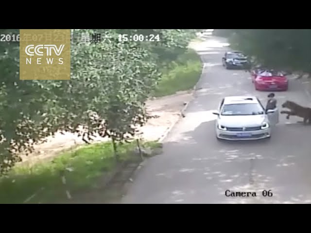 Девушка вышла из машины из-за ссоры с мужем, и на неё напал хищник. Погибшая мать пыталась спасти дочь.
