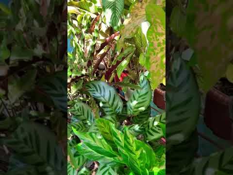 鶏は雪の中に行けるのか？彼らはそれを恐れているのでしょうか？最初に考慮すべき5つのこと!  庭園