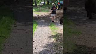 Video preview image #1 Basset Hound Puppy For Sale in Deepwater, NJ, USA