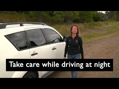 STDP Roadkill Project