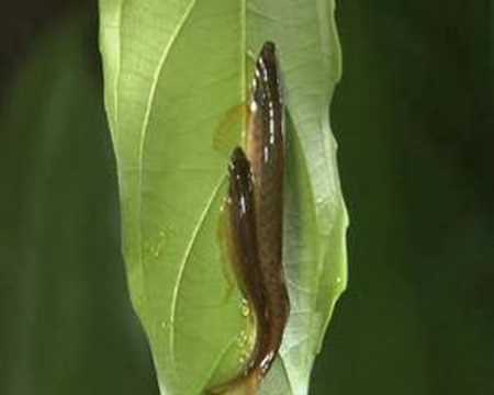 Copella Arnoldi - Le Characin Arroseur (Copella Arnoldi - Le Characin Arroseur)