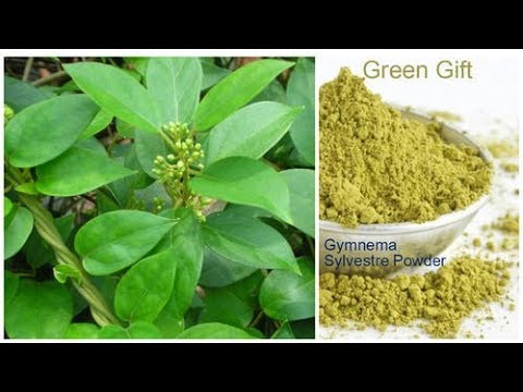 Explaining of gymnema sylvestre herbs for diabetes