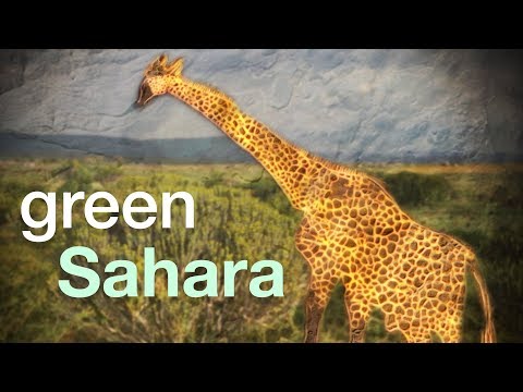 Rock Art in the Green Sahara