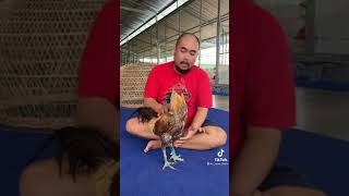 Download lagu magon legendaris yokkere anak kaolan. kowsem fram mp3 Download lagu magon legendaris yokkere anak kaolan. kowsem fram mp3