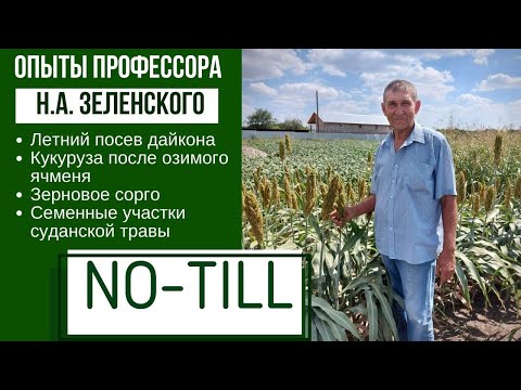 Сорго, суданская трава, кукуруза, дайкон по прямому посеву. Опыты профессора Н.А. Зеленского