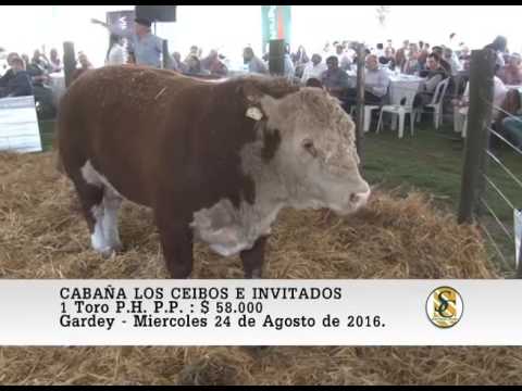 24-08-16 Venta de Toros P.P. - Cabaña Los Ceibos e Invitados - Gardey.