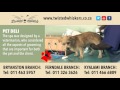 Twisted Whiskers Dogs 1