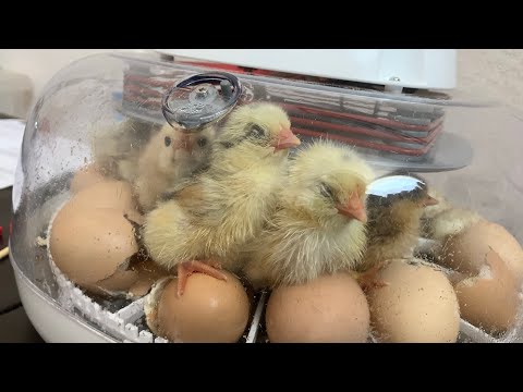 Our Eggs Are Hatching! | Nurture Right 360 Incubator | Last 3 Days Until Hatching