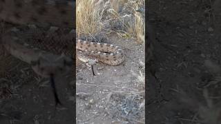 Slow motion Sidewinder Strike at my Camera!