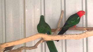 aviary tour Australian native King parrots, doves, Emerald green pidgeons