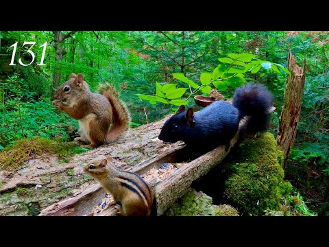 Cat TV: Chipmunks, Squirrels and Blue Jays in the Forest 4K, Ep 131