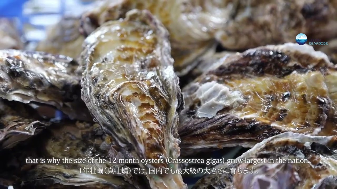 HÀU NHẬT HYOGO - THƯƠNG HIỆU SASHIMI SỐ 1 NHẬT BẢN