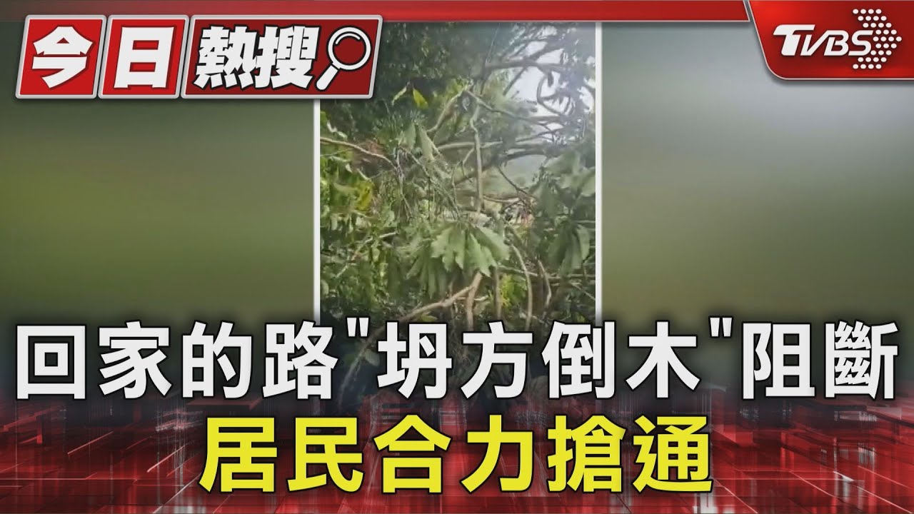 大樹瞬間砸下!苗栗山區道路遭阻 村民鏈鋸助搶通全記錄