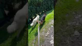 Pružná rozdvojka pro psy, tlumič tahu