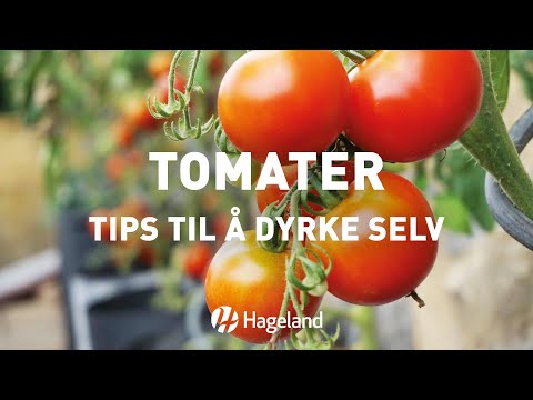 , title : 'Tomater - tips til å dyrke selv'